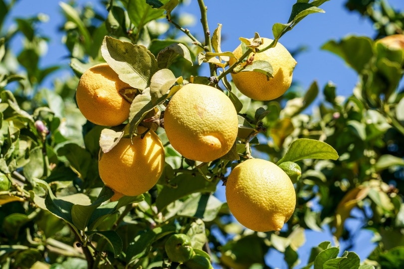 citrus fruit_Condruzfm_Pixabay